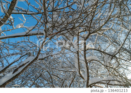 Snowy orchard branches under blue sky with soft morning light, layered rows of twigs and buds visible, scene suggests pruning inspection or seasonal landscape study 136401213