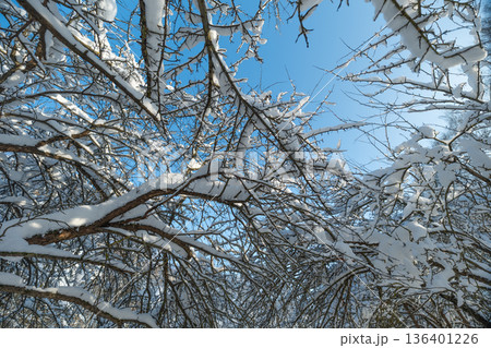 Branches dusted with fresh snow, Winter landscape featuring snowcovered branches against bright sky, Serene winter scene with snowladen twigs and vibrant blue sky background Branches dusted with fresh snow, Winter landscape featuring snowcovered branches against bright sky, Serene winter scene with snowladen twigs and vibrant blue sky background 136401226