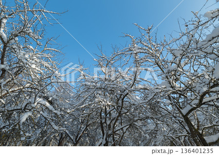 Frozen branches under blue sky, Calm scene featuring snowdusted branches and clear winter air, Peaceful winter setting showcasing frosted trees and crisp blue sky atmosphere 136401235