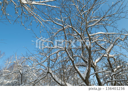 Winter tree scene, Serene snowy tree landscape, Calm winter setting showcasing icy tree and sky, Beautiful winter display with frosted branches and transparent blue sky Winter tree scene, Serene snowy tree landscape, Calm winter setting showcasing icy tree and sky, Beautiful winter display with frosted branches and transparent blue sky 136401236