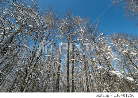 Icey branches under clear sky, Sparkling snow covered branches beneath bright blue sky, Chilly air surrounds icy limbs with shimmering frost in peaceful winter landscape Icey branches under clear sky, Sparkling snow covered branches beneath bright blue sky, Chilly air surrounds icy limbs with shimmering frost in peaceful winter landscape 136401250