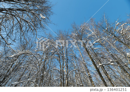 Silent trees under clear skies, Calm winter scene with frosted trees and tranquil daylight, Serene woodland view featuring snowcovered peaks beneath vibrant blue sky 136401251