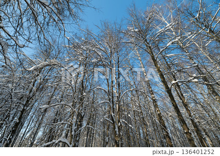 Serene winter landscape with snowcovered branches, Tranquil autumnal birch trees under clear winter sky, Peaceful scene of snowdusted birch trees against sky with reflective mood 136401252