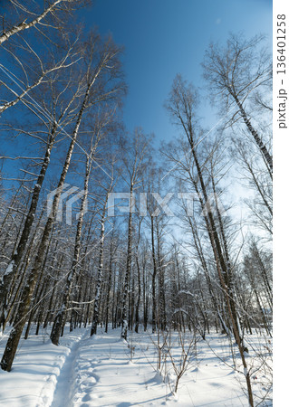 Skyscraping trees ascend, Graceful trees reach toward sky, Tall trees form graceful outlines in sky, Skywardreaching trees create captivating shapes against backdrop of sky 136401258