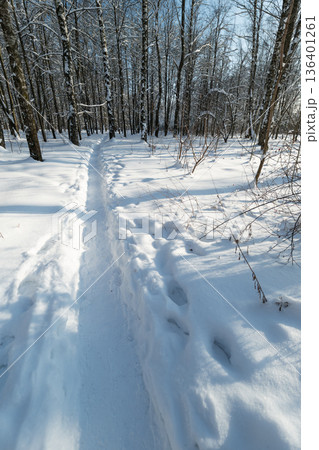 Narrow snow path leading through grove. Compact track cuts clean route through drifts, footprints and ski lines suggest recent passage, cold air, hushed woodland atmosphere Narrow snow path leading through grove. Compact track cuts clean route through drifts, footprints and ski lines suggest recent passage, cold air, hushed woodland atmosphere 136401261