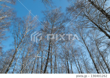 Closeup birch branches reaching sky. Fine twigs coated in frost, delicate patterns of bark and twig shadow, high contrast against clear azure, intimate nature study Closeup birch branches reaching sky. Fine twigs coated in frost, delicate patterns of bark and twig shadow, high contrast against clear azure, intimate nature study 136401262