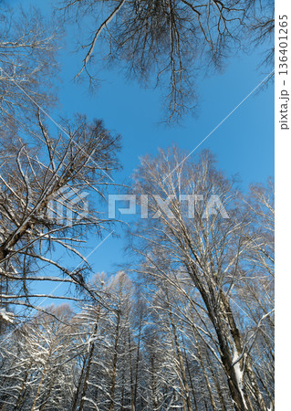 Bright day energizes peaceful surroundings, Sunshine streams through trees creating calm environment, Refreshing daylight filters through leaves promoting relaxation and wellbeing Bright day energizes peaceful surroundings, Sunshine streams through trees creating calm environment, Refreshing daylight filters through leaves promoting relaxation and wellbeing 136401265