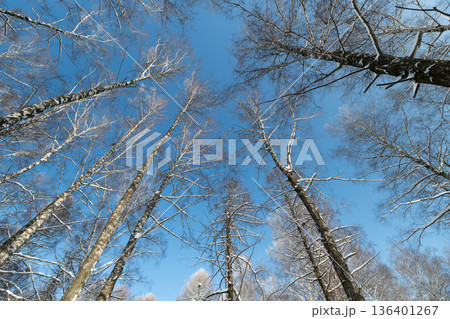 Silent snowy woods, Quiet forest blanketed in snow, Tranquil birch forest covered with fresh snow, Calm misty woodland dusted with fresh snow and shadowed light 136401267