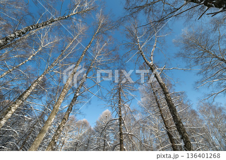 Trees winter art, Frosty trees with bright sky, Stylized depiction of winter trees and open sky, Abstract representation of cold vegetation and clear winter sky 136401268