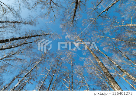 Vivid snowy landscape with sunlight highlighting pristine winter woods, Luminous birch grove sparkling under winter sun with contrasting shadows and clear blue sky 136401273