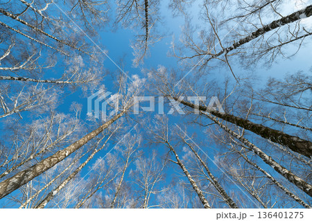 Trees gleam brightly, Luminescent foliage radiates glow beneath shining open sky, Bright icy tree branches shimmer and glow vividly beneath cloudless sky enhanced by sunlight 136401275