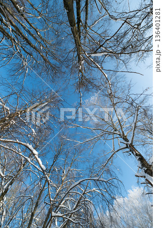 Snowy twigs contrast bright horizon, Open landscape with frosty branches and clear blue skies, Frozen forests under luminous sky with snowcovered twigs and optimistic scenery 136401281