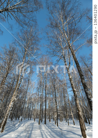 Snowy nature walk, Dappled sunlight guides peaceful winter forest strolls, Serene snowy pathway through trees invites leisurely outdoor adventures and nature immersion Snowy nature walk, Dappled sunlight guides peaceful winter forest strolls, Serene snowy pathway through trees invites leisurely outdoor adventures and nature immersion 136401290