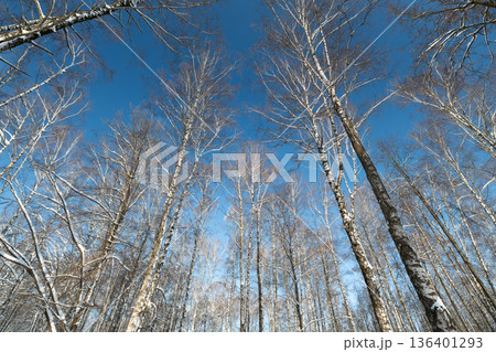 Silhouetted birch twigs with subtle catkins for design projects, High contrast arrangement of bare birch branches and fine twig network suitable for creative backgrounds Silhouetted birch twigs with subtle catkins for design projects, High contrast arrangement of bare birch branches and fine twig network suitable for creative backgrounds 136401293