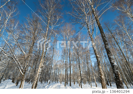 Bright winter scene displaying snowladen birch grove with deep shadows, Frozen landscape illustrating frosted trees and extended shadows beneath clear bright sky Bright winter scene displaying snowladen birch grove with deep shadows, Frozen landscape illustrating frosted trees and extended shadows beneath clear bright sky 136401294
