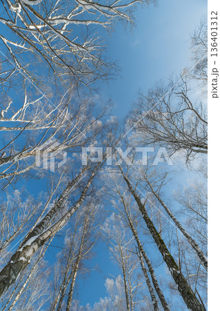 Bright sky foliage, Lightfilled trees amid calm sky, Sunlit birch branches against gentle sky backdrop, Illuminated birch canopies contrasted with tranquil sky setting 136401312