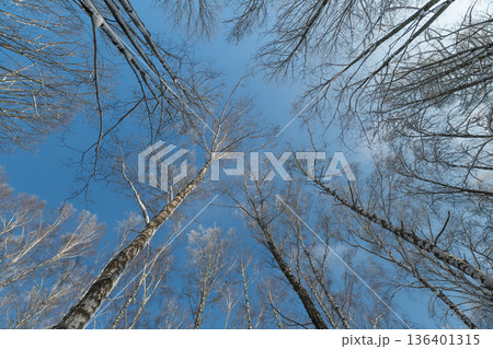 Lush birch forest with open sky backdrop, Majestic birch trees creating wide open landscape view, Broad canopy of birch trees framing lively sky with sense of openness 136401315