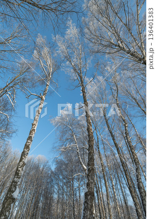 Tall birch trunks rising toward sky, vertical rhythm of bark and limbs, cool winter light, sense of elevation and scale, perfect for outdoor adventure, editorial layouts 136401383