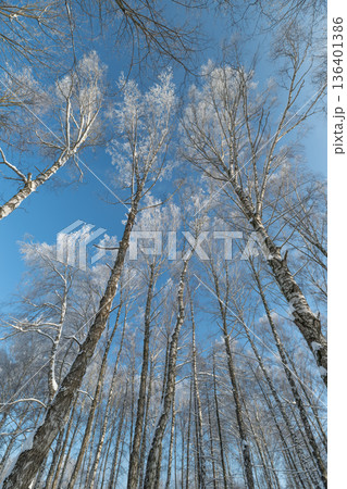 Winter forest passage, Icecovered trees extend skyward, Alpine birch trail with icy branches, Snowcapped birch lane stretching upwards under bright winter light Winter forest passage, Icecovered trees extend skyward, Alpine birch trail with icy branches, Snowcapped birch lane stretching upwards under bright winter light 136401386