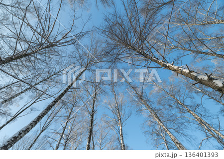 Gentle birch trees foster calmness and mental clarity outdoors, Soothing canopy of birch trees promotes wellness through relaxation and meditation in nature environments Gentle birch trees foster calmness and mental clarity outdoors, Soothing canopy of birch trees promotes wellness through relaxation and meditation in nature environments 136401393