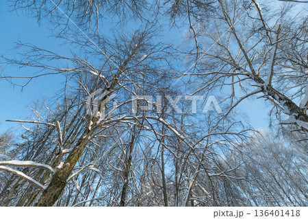 Winter sunlight through icy branches, Blue sky peeking through delicate frost outlined twigs, Delicate winter branches reaching upwards towards open sky under crisp sunlight Winter sunlight through icy branches, Blue sky peeking through delicate frost outlined twigs, Delicate winter branches reaching upwards towards open sky under crisp sunlight 136401418