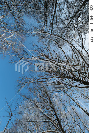 Trees reach skyward, Branching trees stretch upwards beneath peaceful blue expanse, Vegetation with outstretched branches rises peacefully into clear blue sky above them Trees reach skyward, Branching trees stretch upwards beneath peaceful blue expanse, Vegetation with outstretched branches rises peacefully into clear blue sky above them 136401422