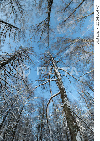 Balanced tree passage, Evenly spaced birch trunks, Repeated bark and snow pattern creates serenity, Symmetrical birch trees form tranquil winter pathway for walkers 136401447