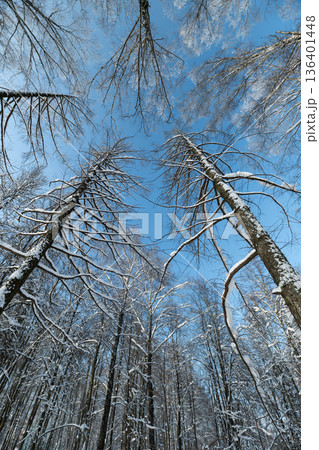 Sunlit frost and icy branches, Dazzling light reflects off wintery branches under clear sky, Winter landscape illuminated by shimmering light on frosted trees and blue skies Sunlit frost and icy branches, Dazzling light reflects off wintery branches under clear sky, Winter landscape illuminated by shimmering light on frosted trees and blue skies 136401448