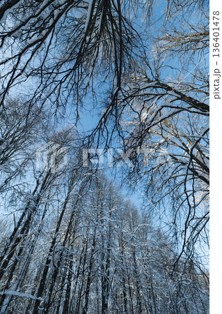 Towering birch trunks reaching toward sun, dramatic upward perspective with long vertical lines, high contrast winter light and sky gradient conveying scale, adventure and clarity 136401478