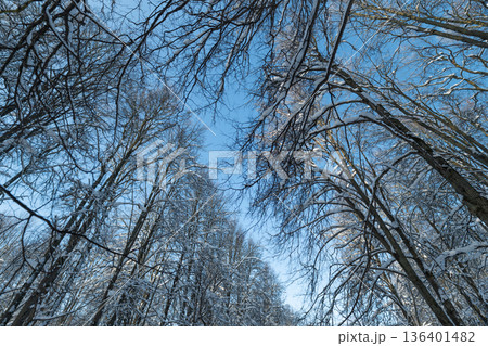Forest winter walk, Majestic trees forming corridor towards distant shimmering light, Tranquil winter scenery featuring snowladen branches leading to hopeful distant glow Forest winter walk, Majestic trees forming corridor towards distant shimmering light, Tranquil winter scenery featuring snowladen branches leading to hopeful distant glow 136401482