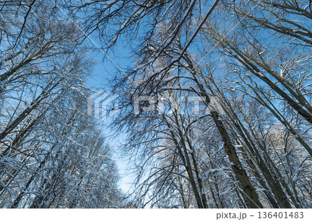 Closeup of icy branches beneath blue sky, Delicate frost on branches with peaceful sky background, Serene winter scene with snowcovered twigs and tranquil blue sky backdrop 136401483