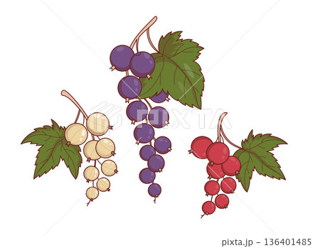 Currant Berry Set. Branches of Black, Red and White Currants. Isolated Botanical Plants. Vector Illustration Currant Berry Set. Branches of Black, Red and White Currants. Isolated Botanical Plants. Vector Illustration 136401485