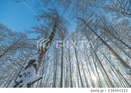 Bright winter morning, Sunlight filters through icy trees, Frosted birches glow in morning light warmth, Silent winter dawn with shining frost and gentle shadows 136401533