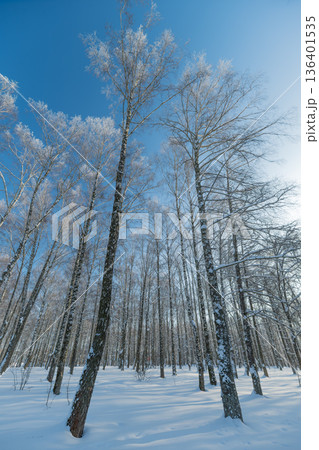 Slim birch trees touch sky, Branches glitter in vibrant winter sunlight, Towering birch trees extend upward with shimmering frosted branches against luminous blue sky Slim birch trees touch sky, Branches glitter in vibrant winter sunlight, Towering birch trees extend upward with shimmering frosted branches against luminous blue sky 136401535