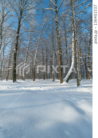 Winter serene landscape, Silent snowladen trees under clear winter sky with shadows, Peaceful winter forest scene featuring frosty branches and gentle shadowed snow Winter serene landscape, Silent snowladen trees under clear winter sky with shadows, Peaceful winter forest scene featuring frosty branches and gentle shadowed snow 136401537