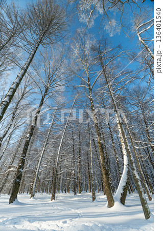Sunlit birch avenue with deep snow invites winter hiking and forest therapy, rhythmic rows of trunks, warm sunlight contrasting cool air and soft elongated shadows Sunlit birch avenue with deep snow invites winter hiking and forest therapy, rhythmic rows of trunks, warm sunlight contrasting cool air and soft elongated shadows 136401540