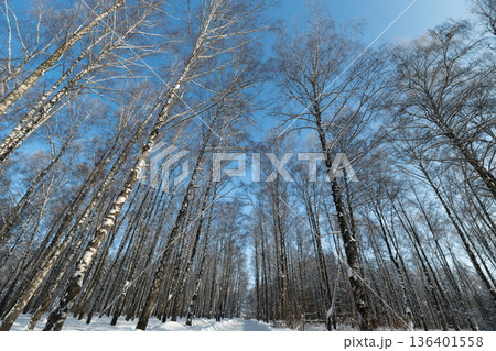 Sunlit trees cast long shadows, Quiet grove with shining snow and stretching tree lines, Peaceful winter scene featuring illuminated birch trees and expansive frozen terrain Sunlit trees cast long shadows, Quiet grove with shining snow and stretching tree lines, Peaceful winter scene featuring illuminated birch trees and expansive frozen terrain 136401558