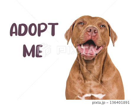 Happy brown dog with ADOPT ME text Happy brown dog with ADOPT ME text 136401891