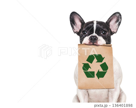 Charming pied dog holds kraft paper bag 136401898