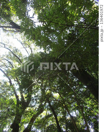 自然林の木立 自然林の木立 136401972