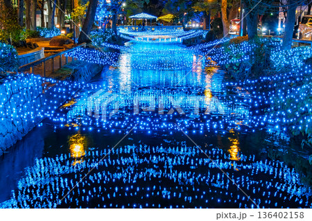 岡山市 夜の西川緑道公園を彩るイルミネーション 136402158