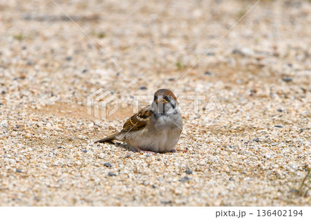 砂地にうずくまるスズメの幼鳥 136402194