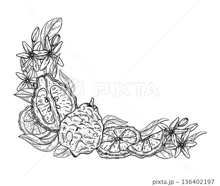 Bergamot vector isolated corner border with blank space for text. Citrus fruit with slices, leaves and flowers etching drawing template. Floral illustration for greeting cards, label, packaging Bergamot vector isolated corner border with blank space for text. Citrus fruit with slices, leaves and flowers etching drawing template. Floral illustration for greeting cards, label, packaging 136402197