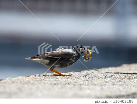 ムカデを捕まえたムクドリ 136402199