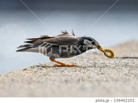 ムカデを捕まえたムクドリ 136402201