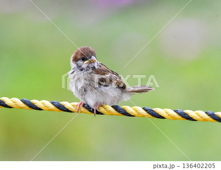 ロープに留まるスズメの幼鳥 ロープに留まるスズメの幼鳥 136402205
