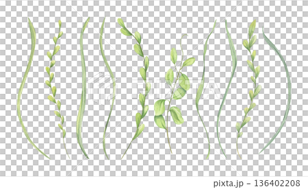 Spring blades of grass, meadow herbs clip art watercolor illustration on isolated background. Hand painted wild green leaves set. Natural organic elements for decorative herbal design, greeting card. 136402208