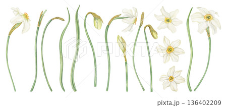 White Daffodils clip art watercolor illustration on isolated background. Hand drawn Narcissus flower in blossom, buds, green leaves set. Floral spring elements for book design, Easter greeting cards White Daffodils clip art watercolor illustration on isolated background. Hand drawn Narcissus flower in blossom, buds, green leaves set. Floral spring elements for book design, Easter greeting cards 136402209