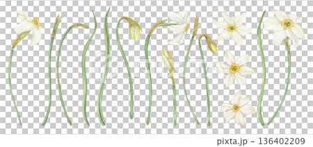 White Daffodils clip art watercolor illustration on isolated background. Hand drawn Narcissus flower in blossom, buds, green leaves set. Floral spring elements for book design, Easter greeting cards White Daffodils clip art watercolor illustration on isolated background. Hand drawn Narcissus flower in blossom, buds, green leaves set. Floral spring elements for book design, Easter greeting cards 136402209