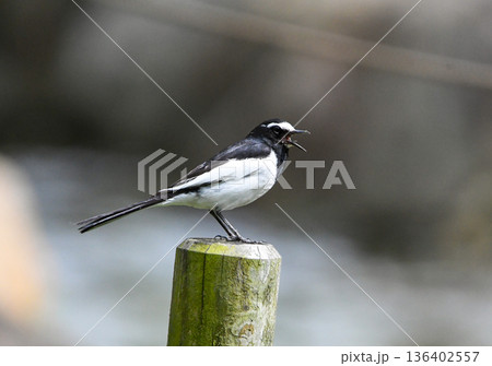 杭の先端でさえずるセグロセキレイ 136402557